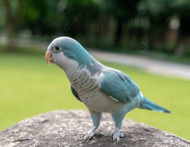 Burung monk parrot