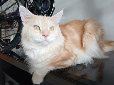 Male Mix Mainecoon-Persian (2 Years Old)