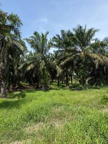 Agricultural Land in Yong Peng, JHR