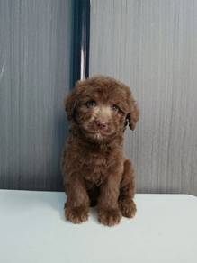 coco Maltese mix poodle Maltipoo 