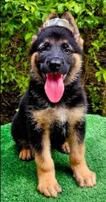 GERMAN SHEPHERD PUPPIES GSD202 🐻 Good structure