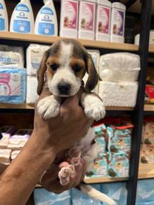 Beagle puppy