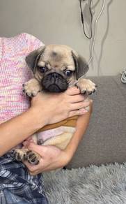 Pug puppy