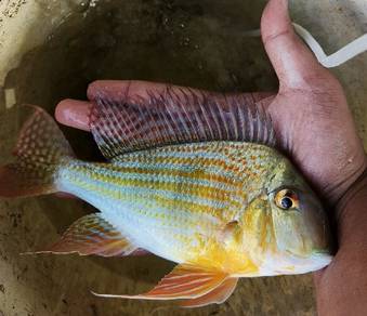 geophagus (ikan diamond) 