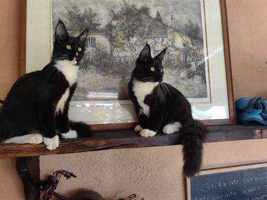 purebreed Mainecoon