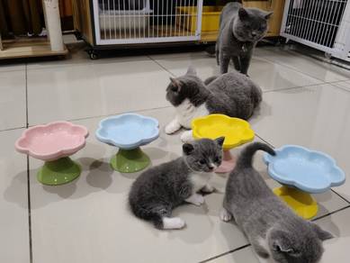 Bsh Bicolor 