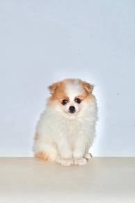 D32 Fluffy Pomeranian Dog
