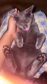 scottish fold x dlh