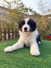 Male Black White BorderCollie with Purebreed