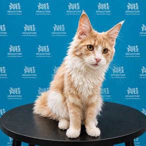 Mainecoon Cat