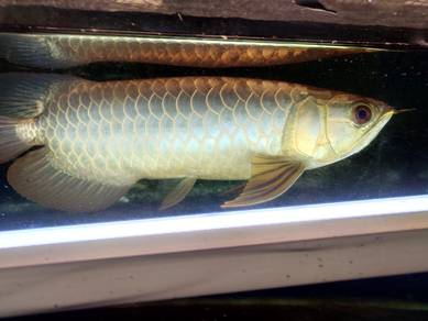 arowana mg golden head 70% deffect  size 15inc