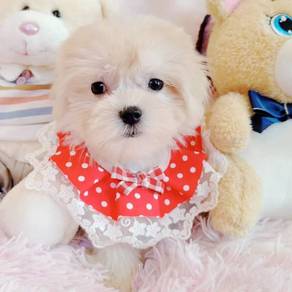 Maltese