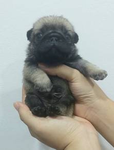 PUG PUPPIES 599 🌻 REHOME Pug Male