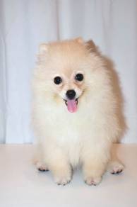 J0059 Pomeranian Fluffy Ball Mini Pom Puppy