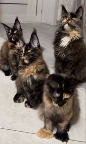 Maine coon
