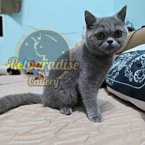 female british shorthair bsh