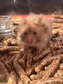 Syrian big bone Hamster for sale