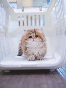 BLH British Longhair Kitten Female - Mikasa