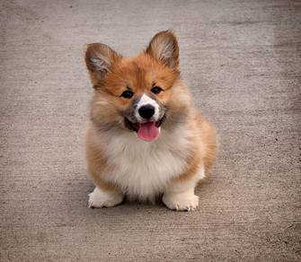 Welsh Corgi