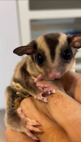 Classic grey Sugar Glider
