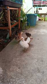 Ayam Serama 