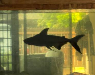aquarium patin highfin urgent clear tank arowana
