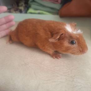 Guinea pig