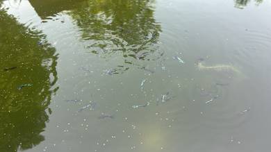 Guppy green dragon BE