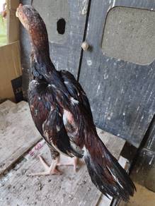 Anak Ayam Manisan Hangus