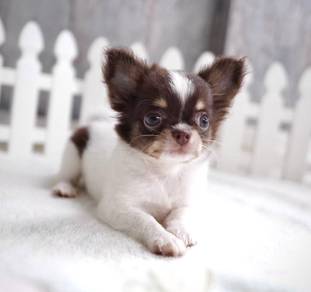 CHIHUAHUA PUPPIES VIP191🌷Head Apple Cute Dog