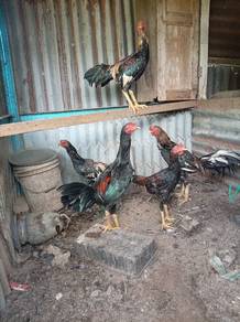 ayam sabung 