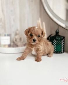 Maltipoo