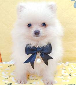 Pomeranian