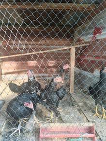ayam sabung hujung untuk dijual ap ii bole pm