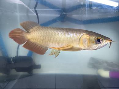 Arowana combo
