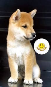 MM8000 Shiba inu brown color puppy