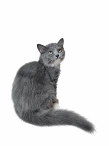 Siberian female boleh bayar 2 kali