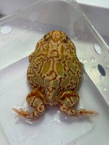 adult pacman frog katak