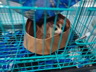 sugar glider mosaic n Leucistic pair