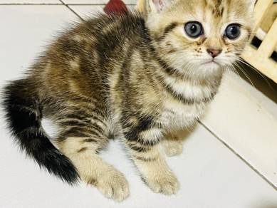 British Short Hair Tabby