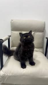 Mainecoon mix