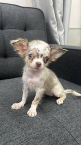 Rare Color Female Chihuahua Puppy
