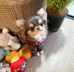 Chihuahua