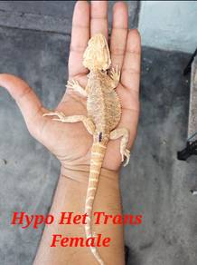 Bearded Dragon 