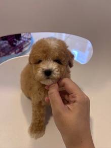 Tiny poodle