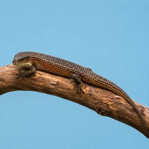 Sudan Plated Lizard