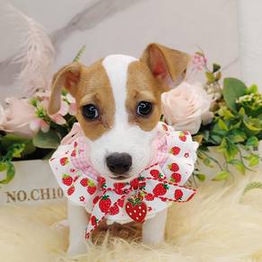Jack Russell