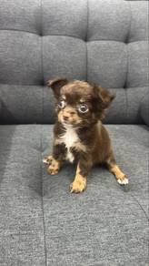 Female Chihuahua Puppy Rare Color FF-2