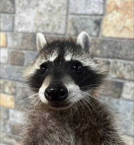 Baby Rakun