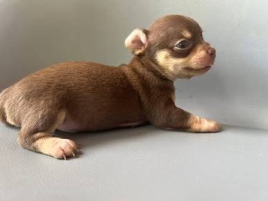 Apple head Chihuahua 